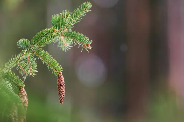 Европейская Ель Норвежская Ель Picea Abies Шишки Свисающие Ветвей — стоковое фото
