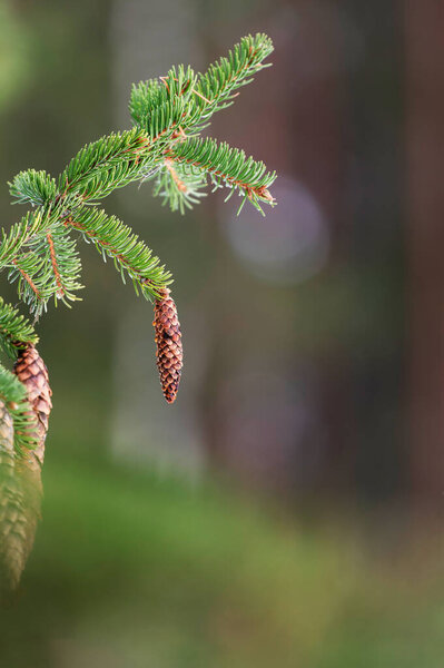 European spruce aka Norway spruce, Picea abies, cones hanging from branch.