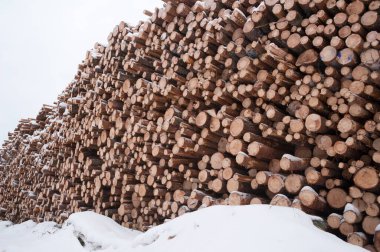 Ağaç gövdeleri yığını. Ormandaki ağaçları gördüm. Kereste endüstrisi..