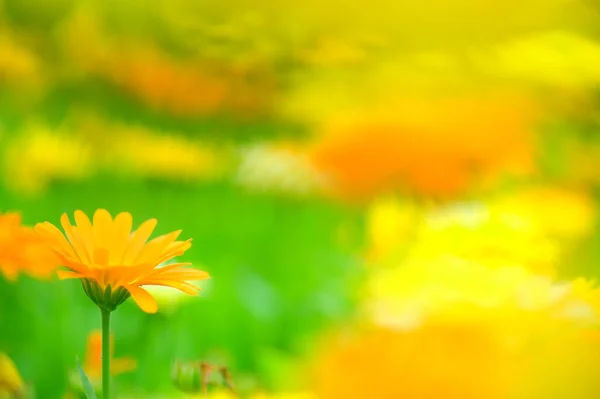 Close Marigold Flowers Selective Focus Shallow Depth Field — Stock Photo, Image