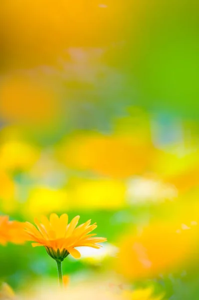 stock image Close-up of marigold flowers. Selective focus and shallow depth of field.