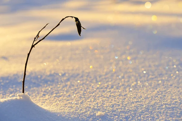 Sauce Joven Salix Arbolado Nieve Iluminado Por Sol Bajo Ángulo —  Fotos de Stock