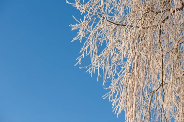Beyaz söğüt (Salix alba) ağaç dalları mavi gökyüzüne karşı kar ve kırağı kaplamıştır..