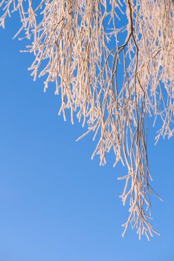 Buz ve kar, mavi gökyüzüne karşı beyaz söğüt ağacı dalını kapladı.. 