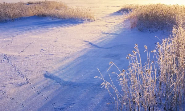 雪と霜の葦 低角度の太陽が影を投げ — ストック写真