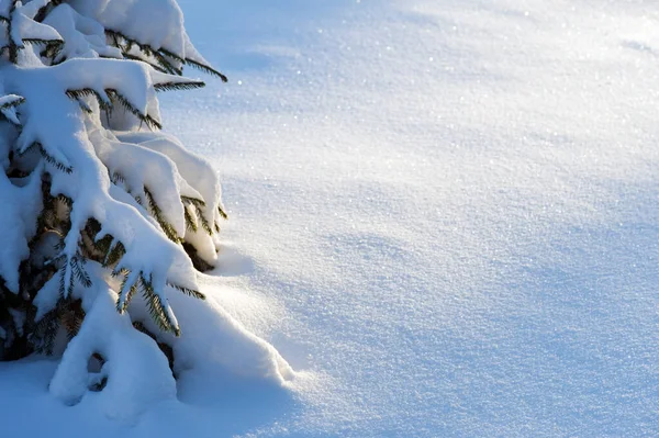 Zimowy Śnieg Świerk Picea Abies Pokryty Świeżym Śniegiem — Zdjęcie stockowe