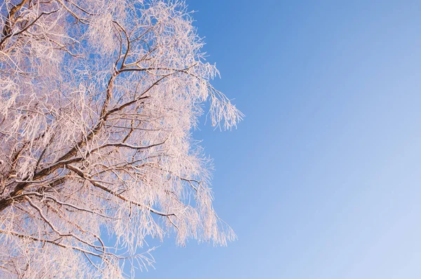 Ветви Белого Ивового Дерева Salix Alba Покрыты Снегом Ивовой Ивой — стоковое фото