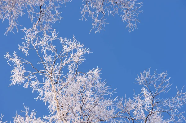 Береза Покрытая Морозом Betula Ветви Против Голубого Неба — стоковое фото