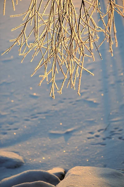 Branches Saule Blanc Salix Alba Recouvertes Givre Sur Fond Neigeux — Photo