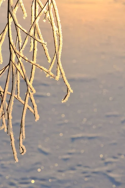 Frost Bedekt Witte Wilg Salix Alba Takken Tegen Besneeuwde Achtergrond — Stockfoto