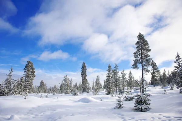 Snowy Winter Forest Landscape Lapland Finland — Stock Photo, Image