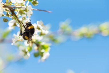 Bumblebee nektarı besliyor ve kiraz eriği veya Myrobalan erik çiçeklerini tozlaştırıyor. İlkbaharda çiçek açan meyve ağacı.