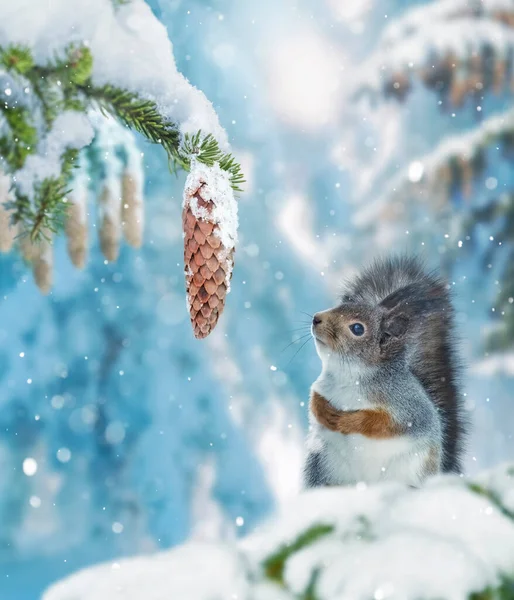 おいしいコーンを見てトウヒの枝に赤いリス 雪の木と雪の冬の森 ロイヤリティフリーのストック画像