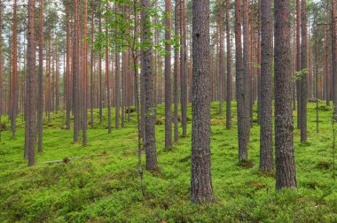 İskoç çamı (Pinus sylvestris) ormanı. Ön plan ağaç gövdelerine odaklan.