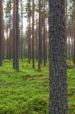 İskoç çamı (Pinus sylvestris) ormanı. Ön plandaki çam gövdesine odaklan, alanın sığ derinliği.