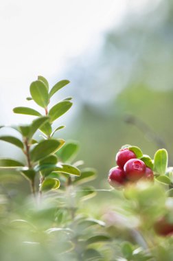 Olgun kırmızı lingonberries (Aşı vitis-idaea), çözülmüş görüntü.