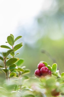 Olgun kırmızı lingonberries (Aşı vitis-idaea), çözülmüş görüntü.