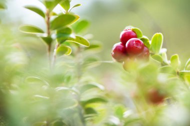 Olgun kırmızı lingonberries (Aşı vitis-idaea), çözülmüş görüntü.