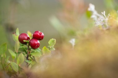 Olgun kırmızı lingonberries (Aşı vitis-idaea), çözülmüş görüntü.