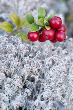 Olgun kırmızı lingonberries (Aşı vitis-idaea) ve gri ren geyiği liken (Cladonia rangiferina)).