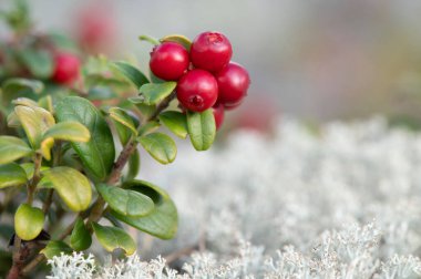 Olgun kırmızı lingonberries (Aşı vitis-idaea) ve gri ren geyiği liken (Cladonia rangiferina)).