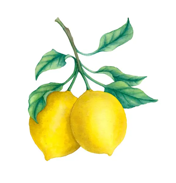 Dos Limones Con Hojas Rama —  Fotos de Stock