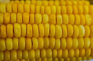 Mısır tohumları dokusu, makro, arka planda çiğ sarı mısır tanelerini kapatın.