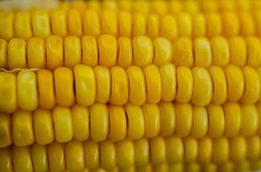 Mısır tohumları dokusu, makro, arka planda çiğ sarı mısır tanelerini kapatın.