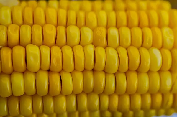 Mısır tohumları dokusu, makro, arka planda çiğ sarı mısır tanelerini kapatın.