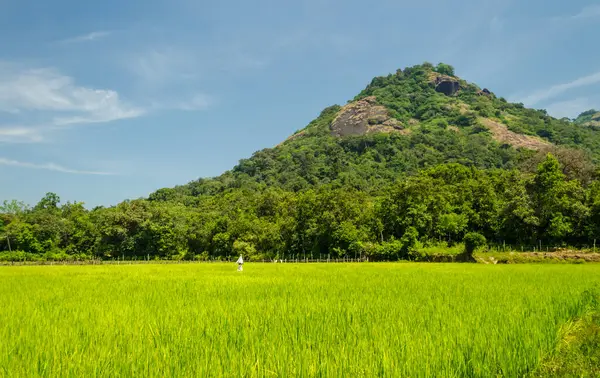 Kundadri, Shimoga İlçesi, Karnataka 'da dağ manzaralı güzel çeltik tarlaları.