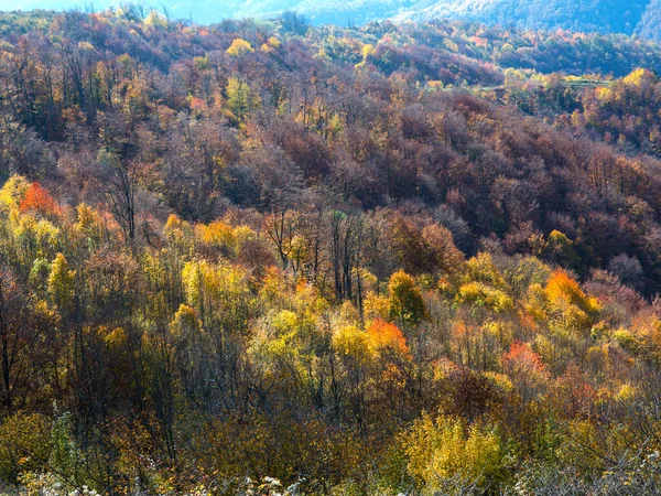 秋天的森林秋叶 — 图库照片