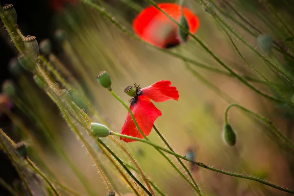 春天的罂粟花 — 图库照片