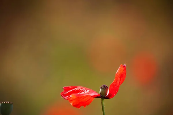 Квіти Макарони Навесні Травень — стокове фото