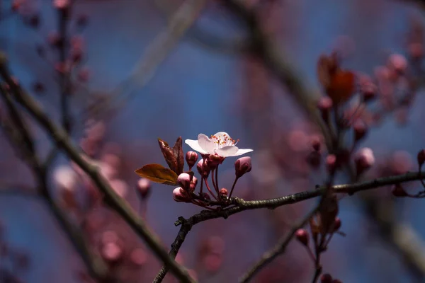 Fructele Înfloresc Primăvara — Fotografie, imagine de stoc