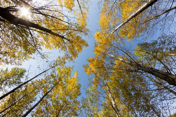 Цветные Листья Осенью Осенний Лес — стоковое фото