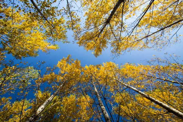Kleurrijke Bladeren Herfst Herfstbos — Stockfoto