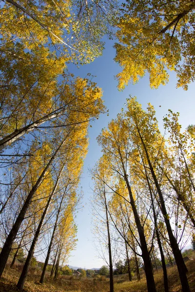 Sonbaharda Renkli Yapraklar Sonbahar Ormanı — Stok fotoğraf
