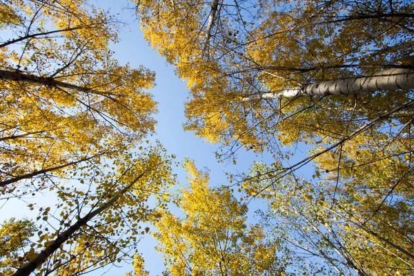 가을에는 낙엽이 — 스톡 사진
