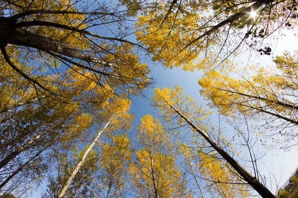 Kleurrijke Bladeren Herfst Herfstbos — Stockfoto