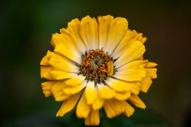 Bahçedeki renkli çiçekler, bahar