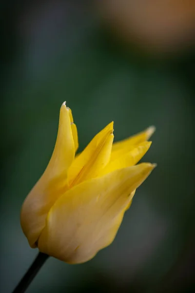 Barevné Květiny Zahradě Jaro — Stock fotografie