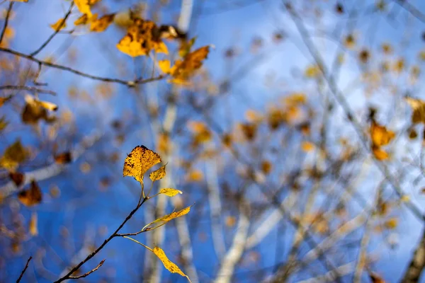 秋天的树叶是彩色的 October — 图库照片