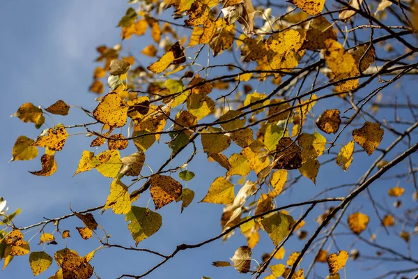 Farbige Blätter Herbst Oktober — Stockfoto
