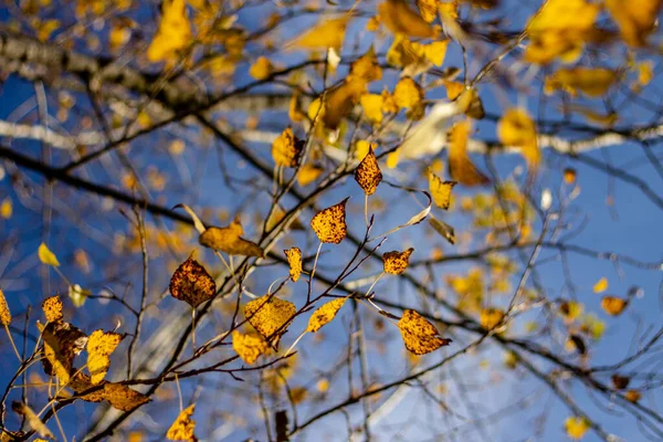 秋天的树叶是彩色的 October — 图库照片