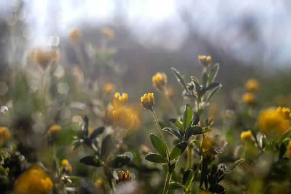 Tropfen Gras Und Blumen Morgen — Stockfoto