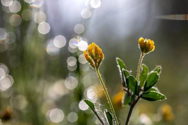 草や花 朝のドロップ — ストック写真