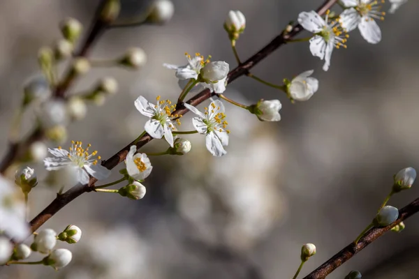 Los Frutos Florecen Primavera — Foto de Stock