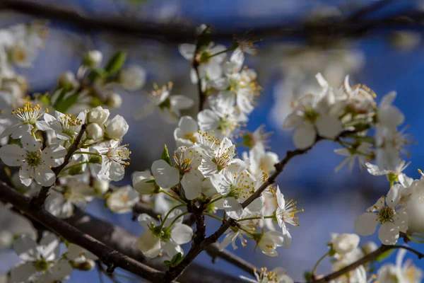 Owoce Kwitną Wiosną — Zdjęcie stockowe