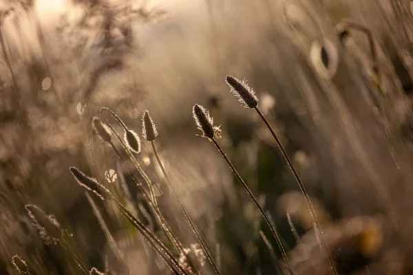 Квіти Макарони Навесні Маки Променях Сонця — стокове фото