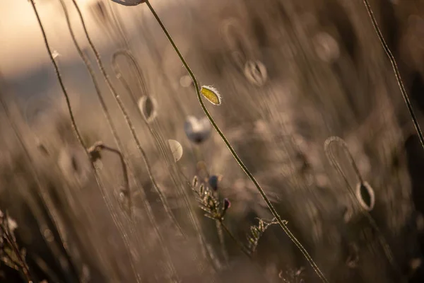 파피꽃은 광선을 양귀비 — 스톡 사진